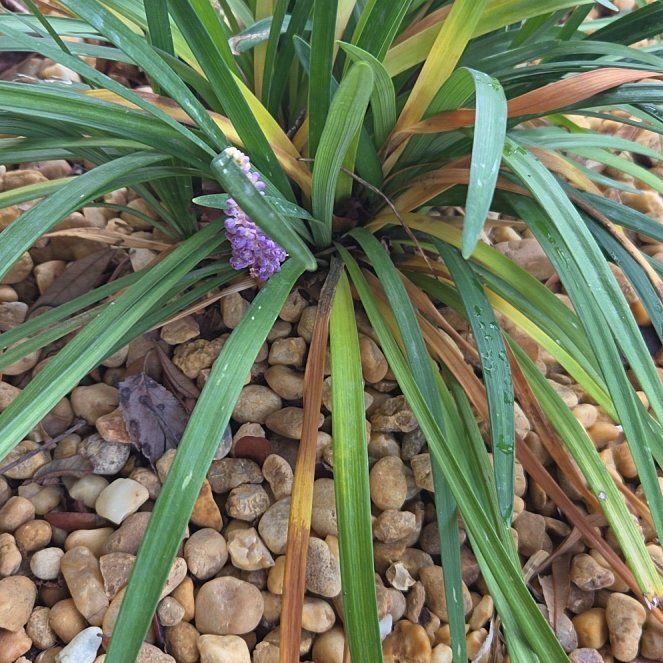 Photo of the plant species Big Blue Lilyturf by @slavanaway named Taylor Swift on Greg, the plant care app