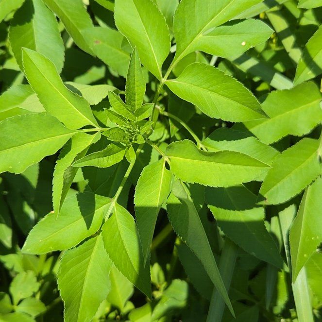 Photo of the plant species Beggar-Ticks by @slavanaway named Captain Plant-it on Greg, the plant care app