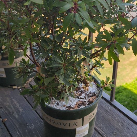 Photo of the plant species Tasmanian Pepperberry by @TranquilBogbean named Natasha on Greg, the plant care app