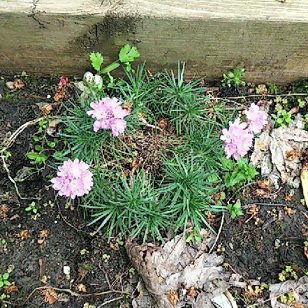 Photo of the plant species Siberian Sea Thrift by @RichStjohnswort named Demi on Greg, the plant care app