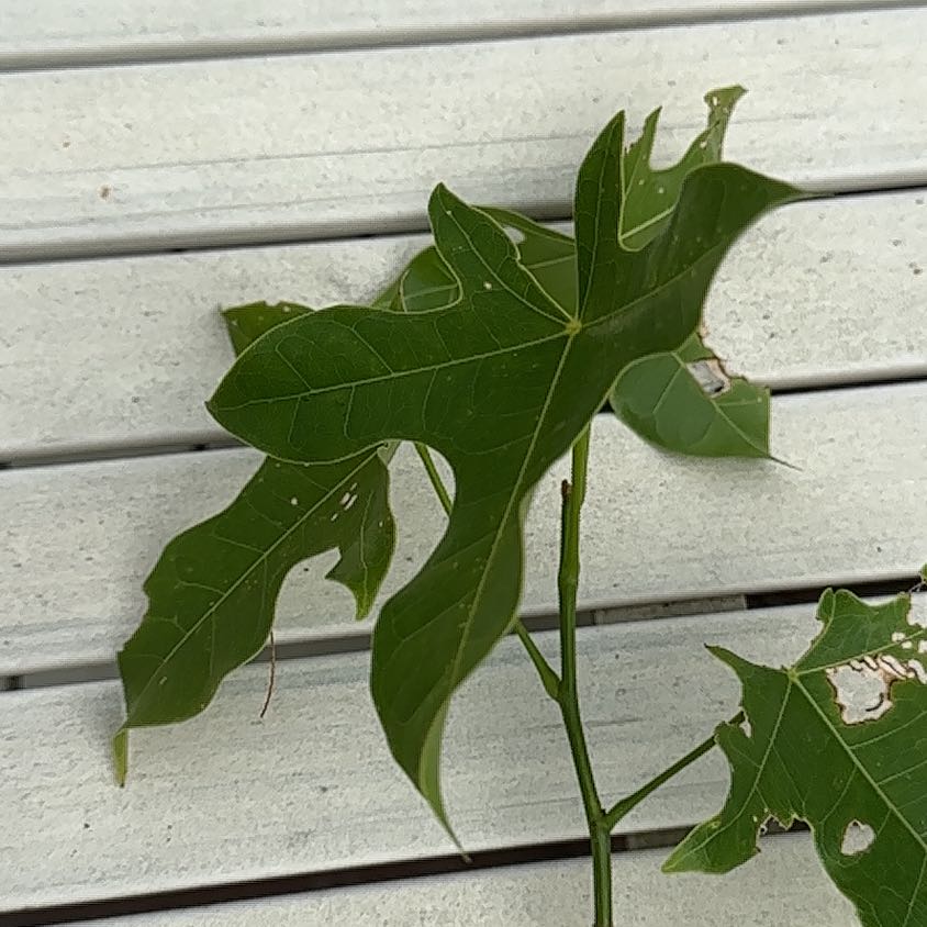 Photo of the plant species Flame Bottletree by @OrganicMostii named Foxxy on Greg, the plant care app