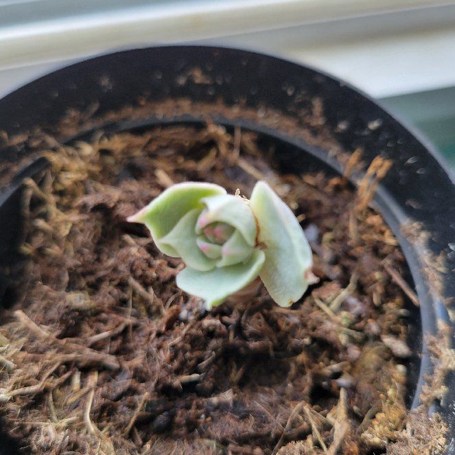 Photo of the plant species Succulent by @SucculentNewb named Little Eddie on Greg, the plant care app