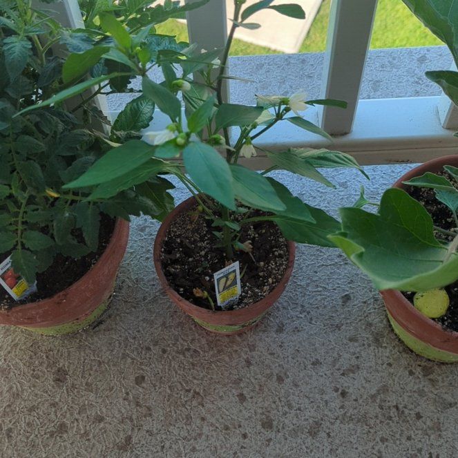 Photo of the plant species Hungarian Wax Pepper by @LavishJackfruit named Gomez on Greg, the plant care app