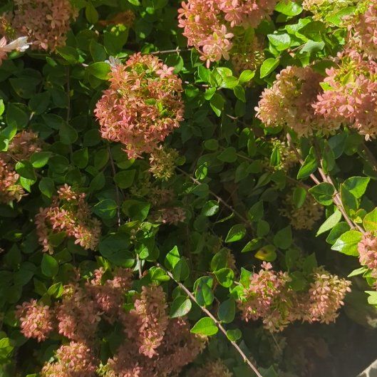 Photo of the plant species Rose Meadowsweet by @DirectCaucalis named Nithin on Greg, the plant care app