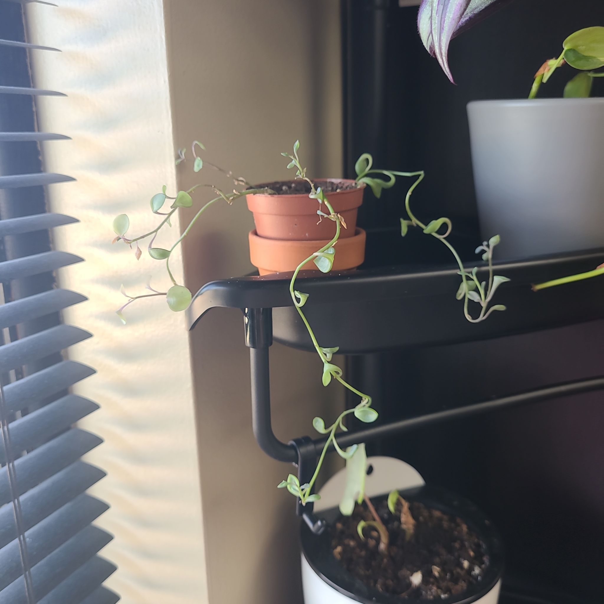Photo of the plant species String of Dolphins by @WelefulVeilwort named Terra on Greg, the plant care app
