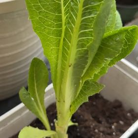 Sproutacus