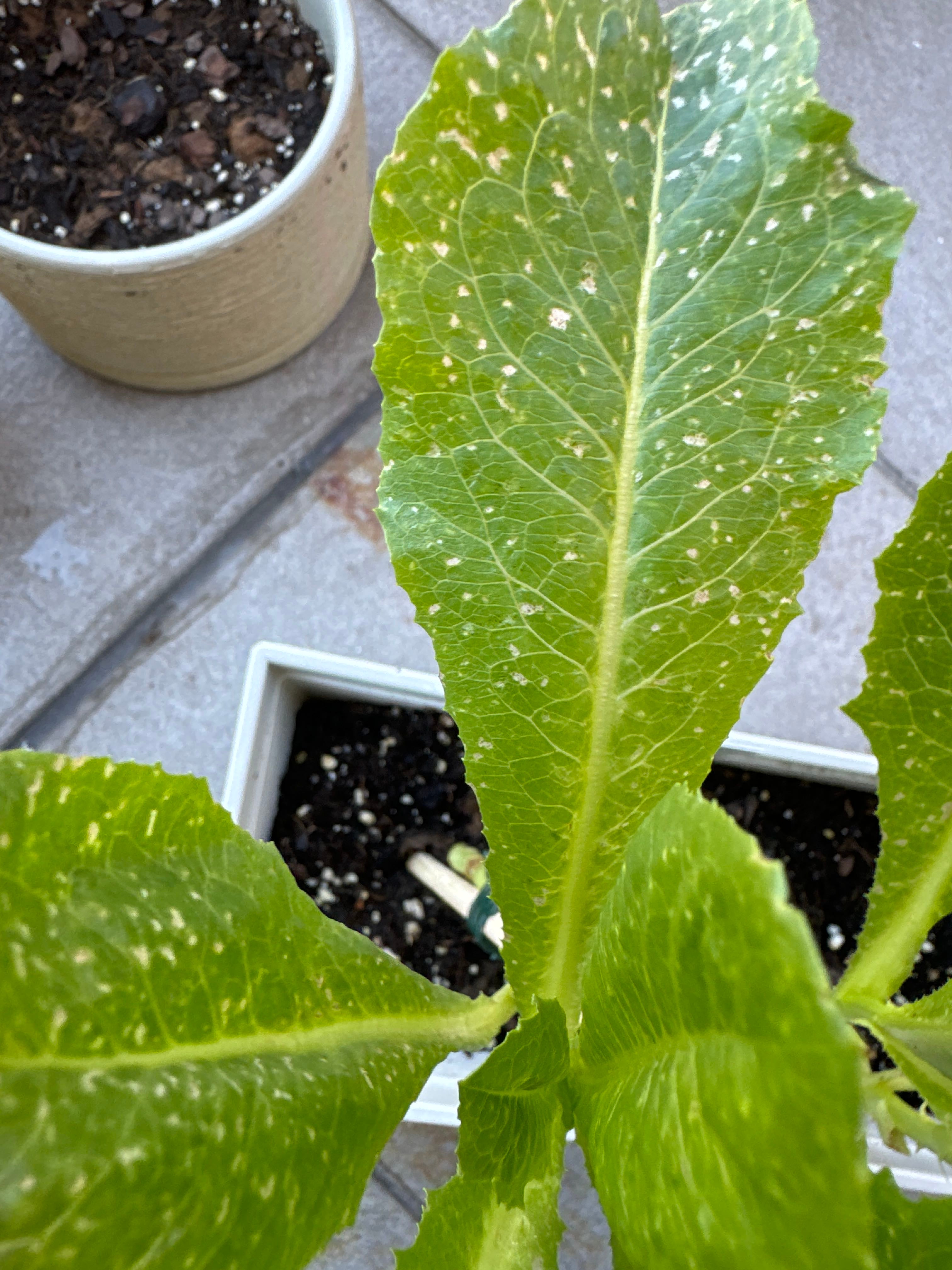 How to Care for Bamako Lettuce Mastering Water, Sunlight & More