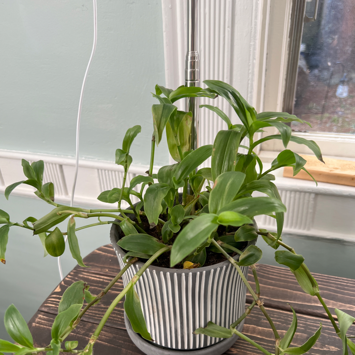 Photo of the plant species Flowering Inch Plant by @JocundSilkyoak named Ucky on Greg, the plant care app