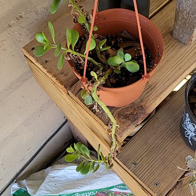 Photo of the plant species Variegated Trailing Jade by @ShiningDovetree named Fernie Saunders on Greg, the plant care app