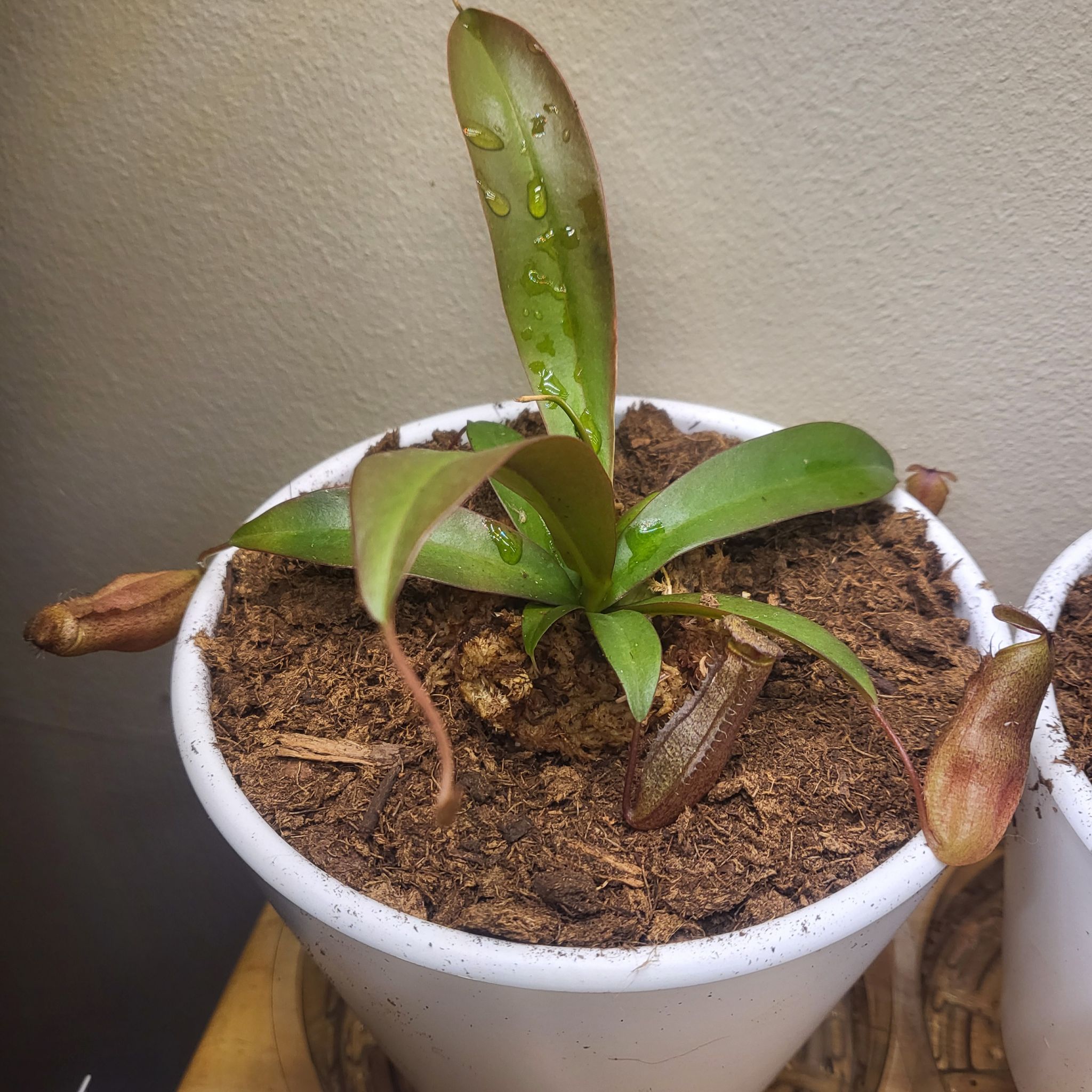 Photo of the plant species Tropical Pitcher Plant by @EarthyCapealoe named Sir Plancelot on Greg, the plant care app