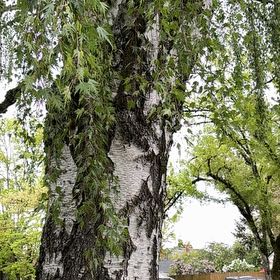 Photo of the plant species Common Birch by @DirectorOakfern named Stella on Greg, the plant care app