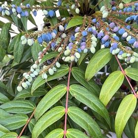 Photo of the plant species Beale's Mahonia by @DirectorOakfern named Girlfrond on Greg, the plant care app