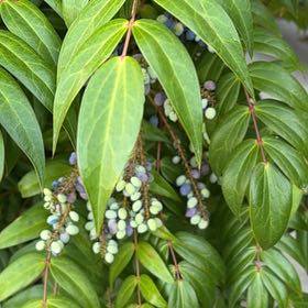 Photo of the plant species Beale's Mahonia by @DirectorOakfern named Xena on Greg, the plant care app