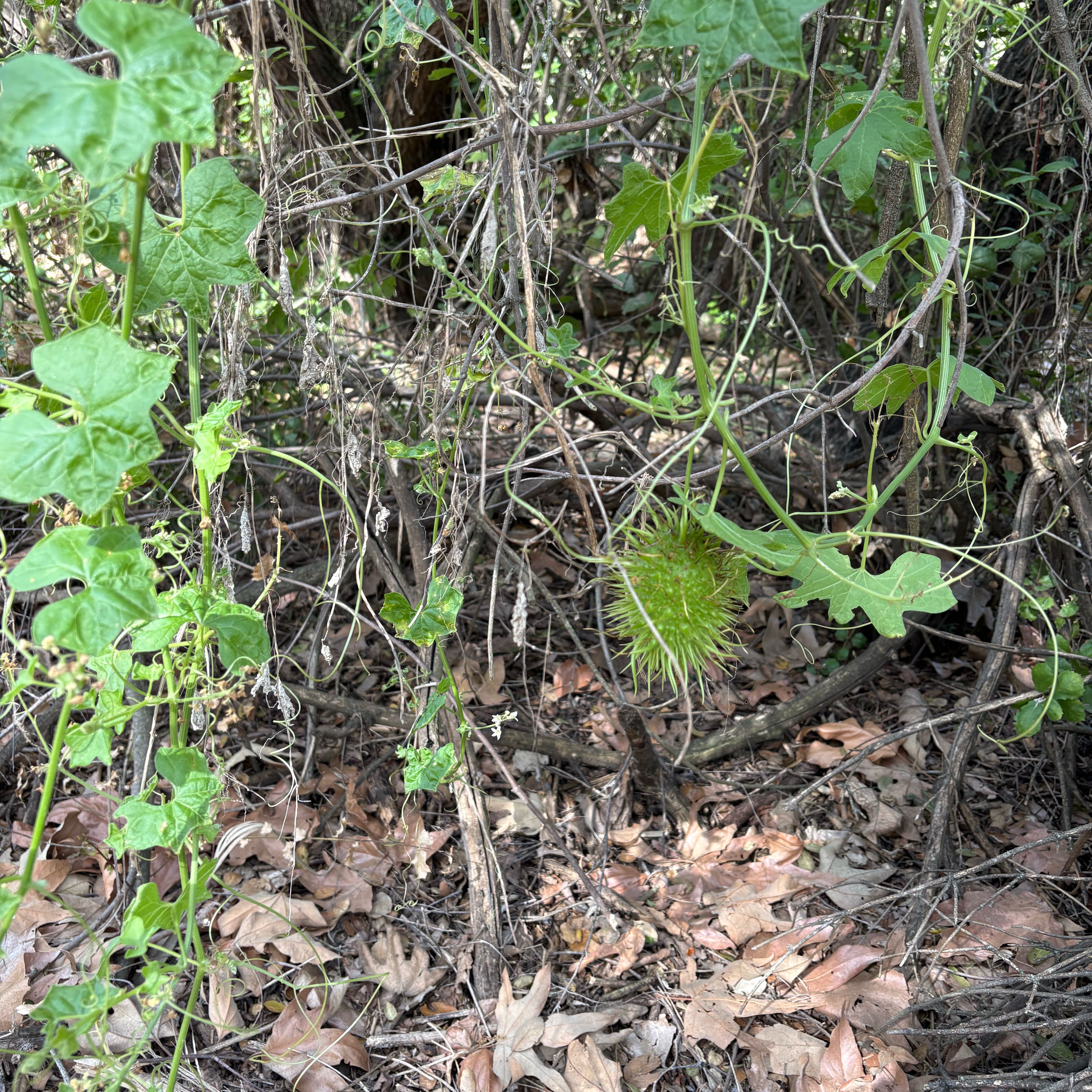 Photo of the plant species Wild Cucumber by @DirectorOakfern named Osmo on Greg, the plant care app