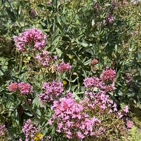 Photo of the plant species Valeriana rubra by @DirectorOakfern named Spike Leaves on Greg, the plant care app