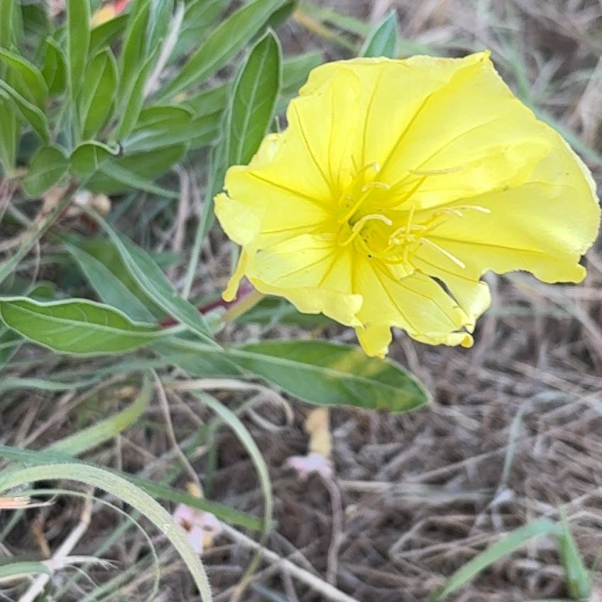 Photo of the plant species Fremont's Evening Primrose by @DirectorOakfern named Homer on Greg, the plant care app