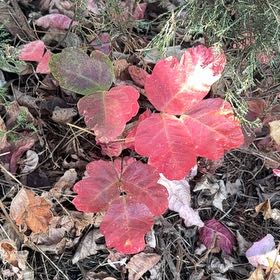 Photo of the plant species Western Poison-Oak by @DirectorOakfern named Eva on Greg, the plant care app