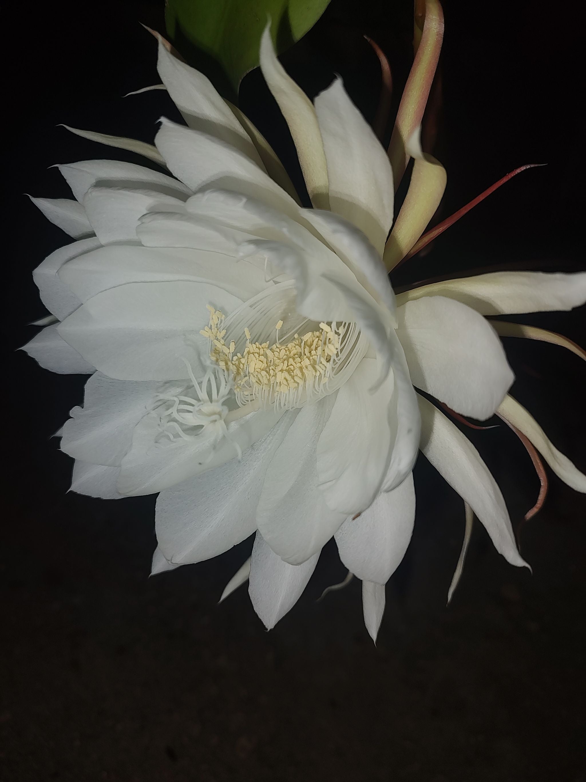 Choosing the Best Pot for Your Dutchman's Pipe Cactus