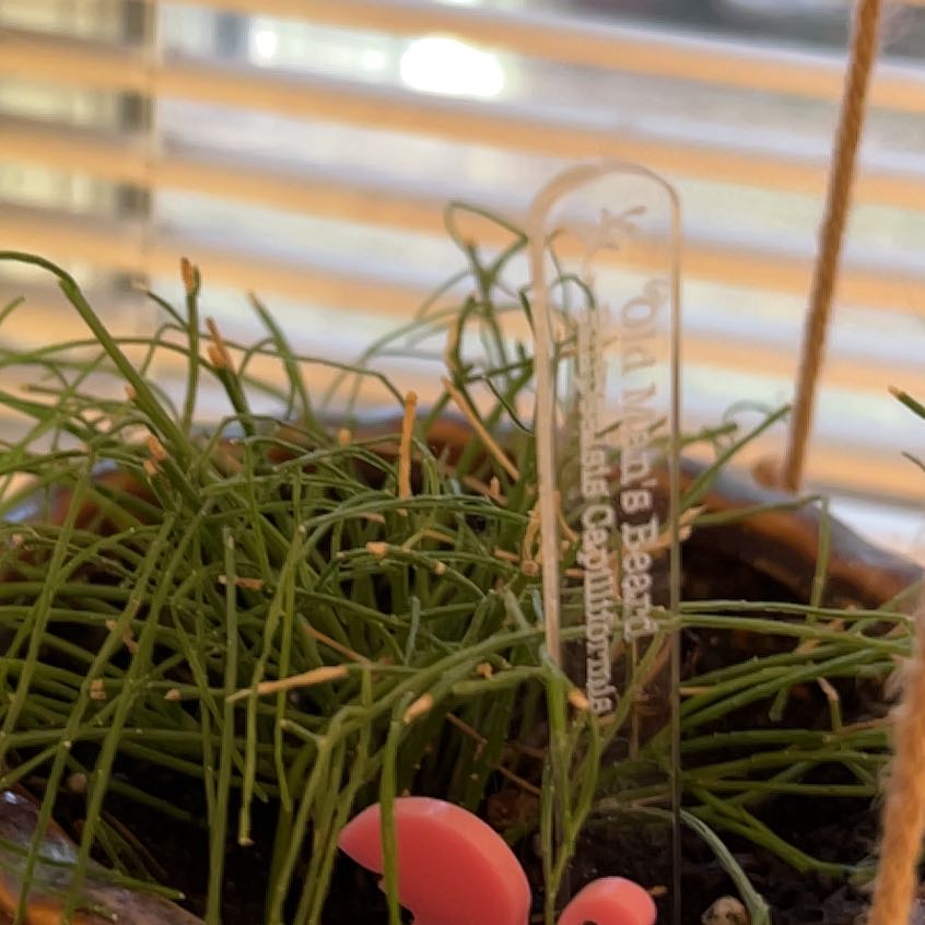 Photo of the plant species Rhipsalis Capilliformis by @DirectWhiterata named Kobe on Greg, the plant care app