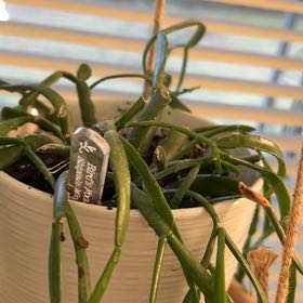 Photo of the plant species misteltoe cactus by @DirectWhiterata named Ronaldo on Greg, the plant care app