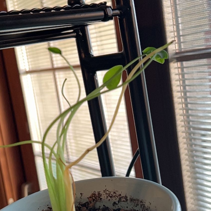 Photo of the plant species Tiny Dancer by @DirectWhiterata named Madonna on Greg, the plant care app