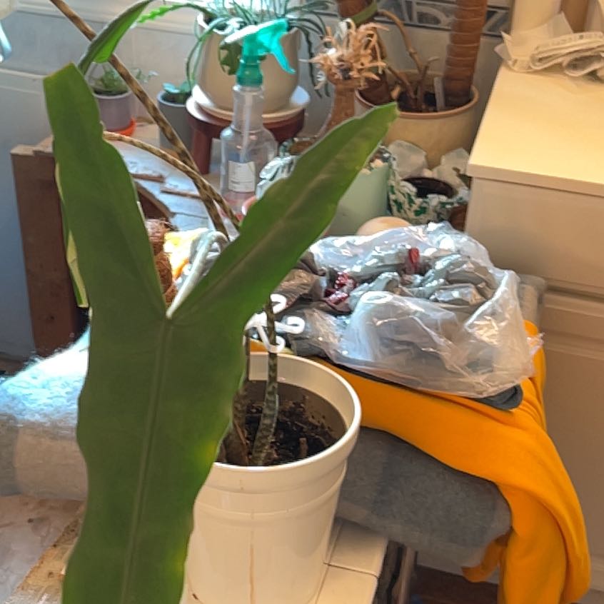 Photo of the plant species Alocasia by @DirectWhiterata named Einstein on Greg, the plant care app