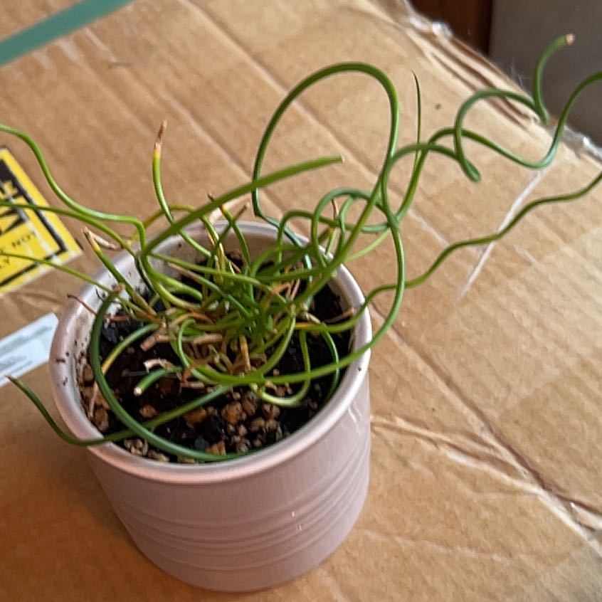 Photo of the plant species Corkscrew Plant by @DirectWhiterata named Sir Plancelot on Greg, the plant care app
