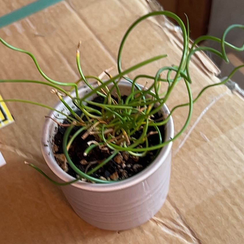 Photo of the plant species Corkscrew Plant by @DirectWhiterata named Harmony on Greg, the plant care app