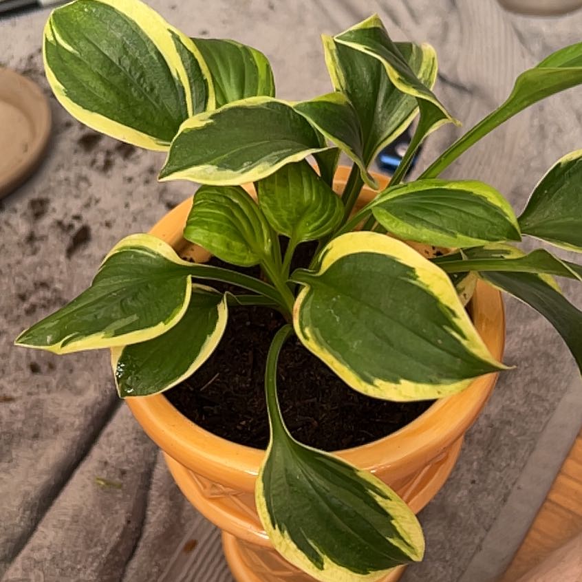 Photo of the plant species Hosta sieboldii by @WillSugarpine named Twilight Hosta on Greg, the plant care app