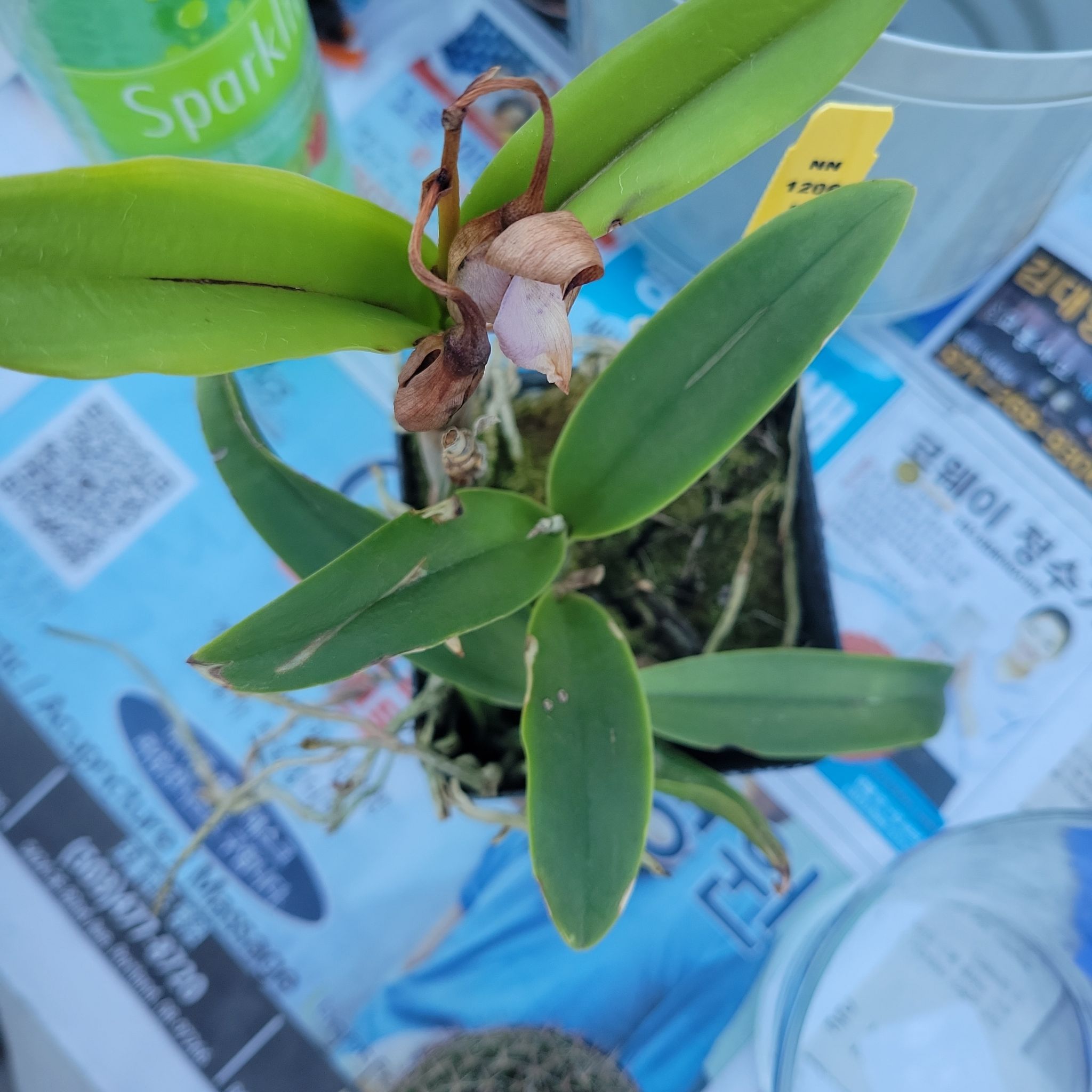 Photo of the plant species Thaksina Pink Orchid by @ProphetPlanty named Kirby on Greg, the plant care app