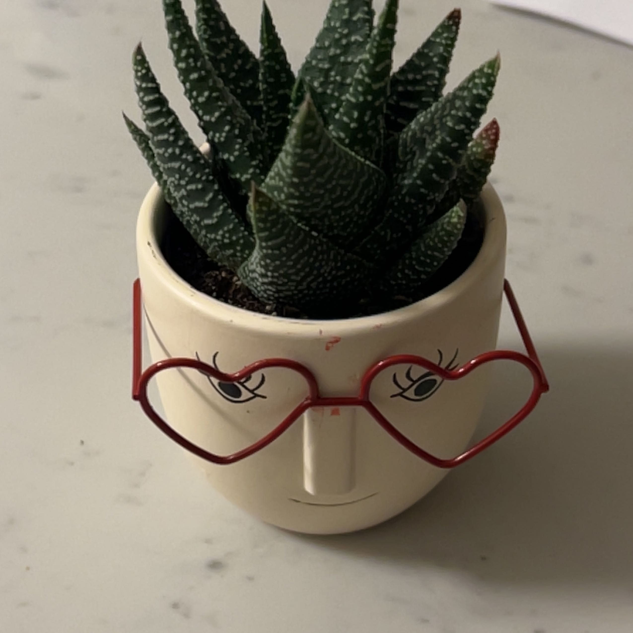 Healthy Haworthia limifolia succulent with pointed spiral leaves in a white ceramic pot with a cute face design.