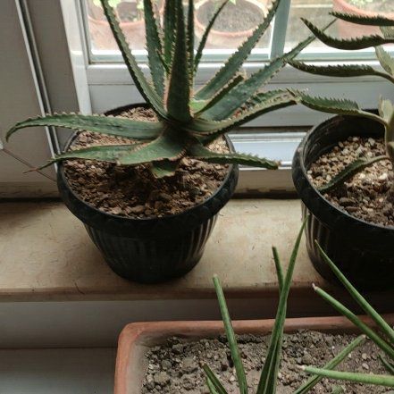 Photo of the plant species Aloe 'Coral Fire' by @BigFicusmoclame named Mochi on Greg, the plant care app