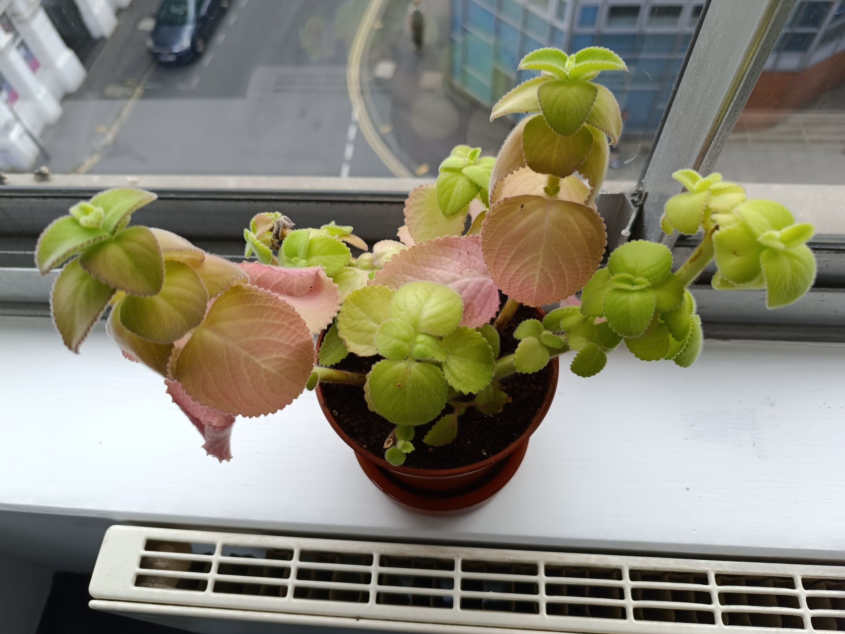 Photo of the plant species Silver spurflower by @HighestOxlip named LiloStitch on Greg, the plant care app