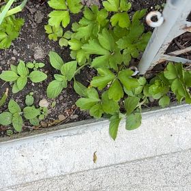 Photo of the plant species Japanese Hop by @YeveMiniorchid named Peter Parker on Greg, the plant care app