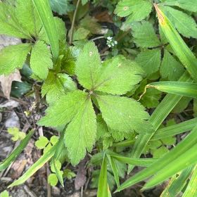 Photo of the plant species Japanese Hop by @YeveMiniorchid named Foxxy on Greg, the plant care app