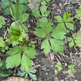 Photo of the plant species Virginia Creeper by @YeveMiniorchid named Darwin on Greg, the plant care app