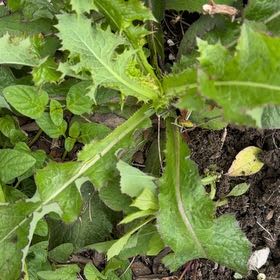 Photo of the plant species Spiny Sowthistle by @YeveMiniorchid named Baesil on Greg, the plant care app
