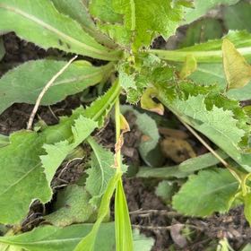 Photo of the plant species Spiny Sowthistle by @YeveMiniorchid named Curie on Greg, the plant care app