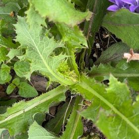 Photo of the plant species Spiny Sowthistle by @YeveMiniorchid named Queen on Greg, the plant care app