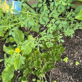 Photo of the plant species Black Medick by @YeveMiniorchid named Tupot amaroot on Greg, the plant care app