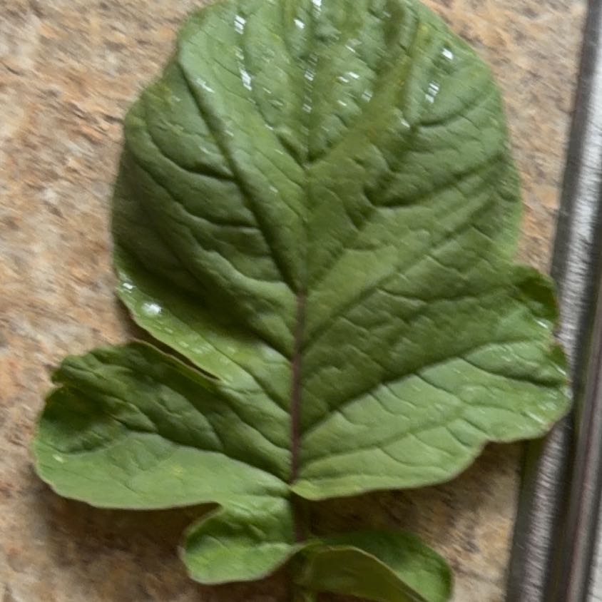 Photo of the plant species Garden Rhubarb by @YeveMiniorchid named Khaleesi on Greg, the plant care app