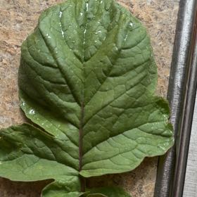 Photo of the plant species Garden Rhubarb by @YeveMiniorchid named Apollo on Greg, the plant care app