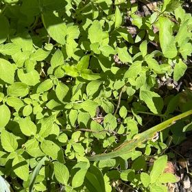 Photo of the plant species Mint by @YeveMiniorchid named Zion on Greg, the plant care app