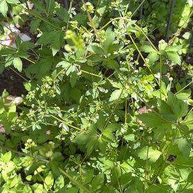 Photo of the plant species Yellowroot by @YeveMiniorchid named Orwell on Greg, the plant care app