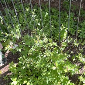 Photo of the plant species Galium Odoratum by @YeveMiniorchid named Bigleef Smalls on Greg, the plant care app