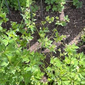 Photo of the plant species Yellowroot by @YeveMiniorchid named Orlando Bloom on Greg, the plant care app