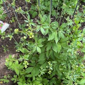 Photo of the plant species Yellowroot by @YeveMiniorchid named Sanders on Greg, the plant care app
