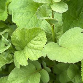 Photo of the plant species Cultivated Radish by @YeveMiniorchid named Messi on Greg, the plant care app