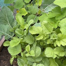 Photo of the plant species Cultivated Radish by @YeveMiniorchid named Dax on Greg, the plant care app