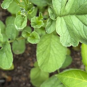 Photo of the plant species Water Cress by @YeveMiniorchid named Kylie on Greg, the plant care app